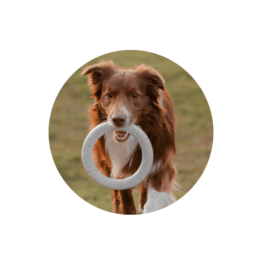 Jouets pour chien sportif