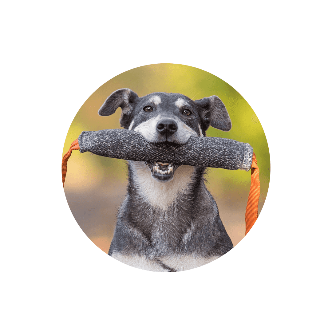 Apportables pour chien