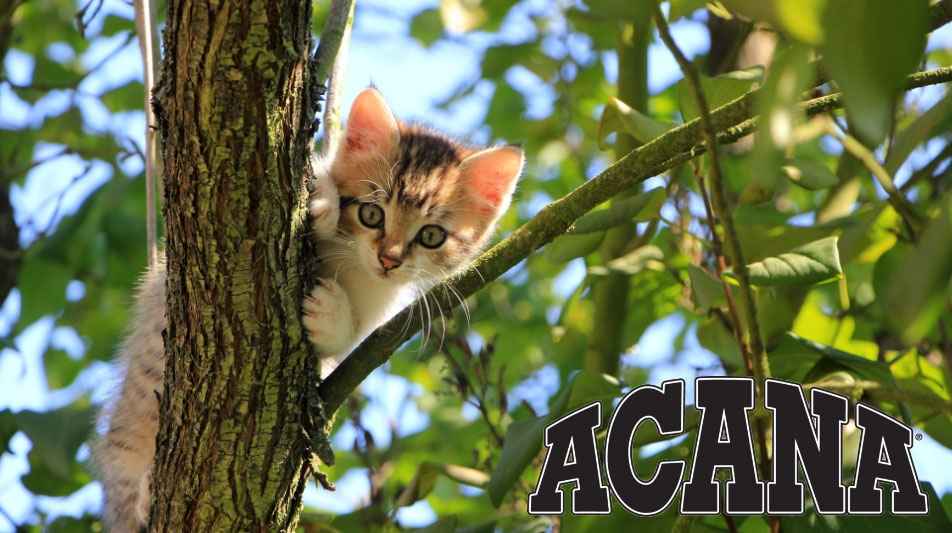 Produits Acana pour chat