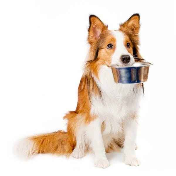 Alimentation canine, quelle marque choisir ?
