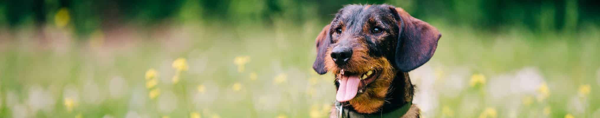 Paiement sécurisé - La Ferme des Animaux