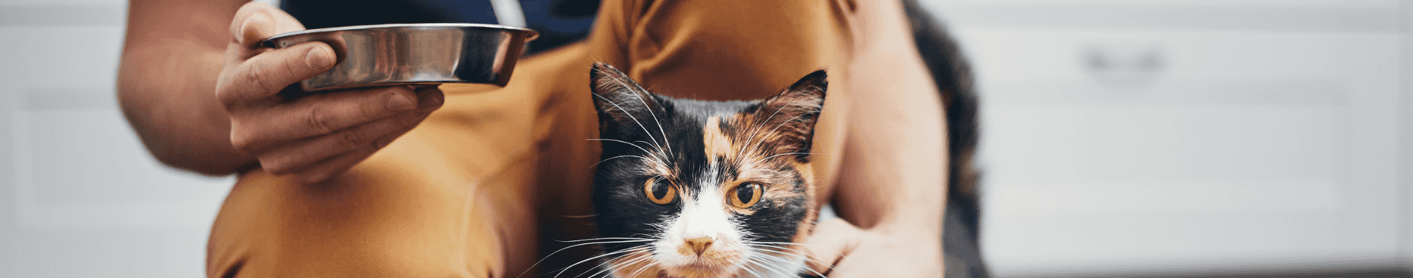 Croquettes chat