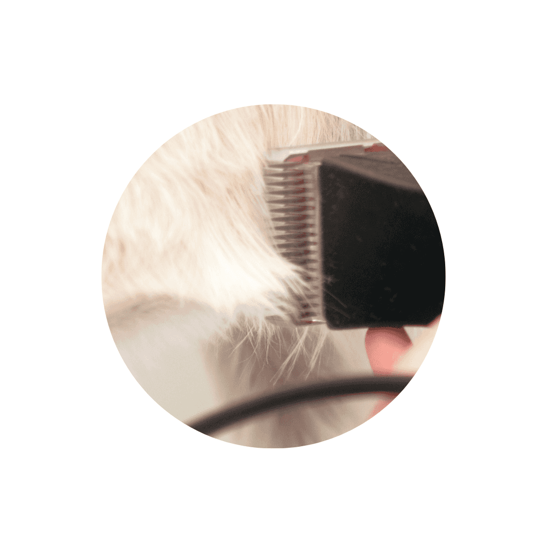 Accessoires pour tondeuses pour chien