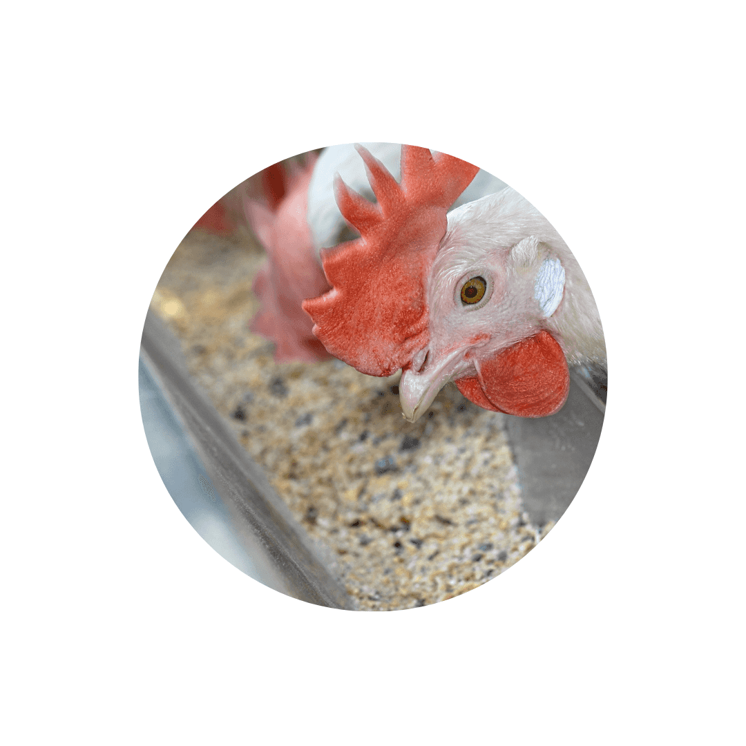 Mangeoires et abreuvoirs