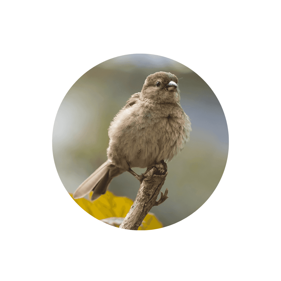 Oiseaux de la nature