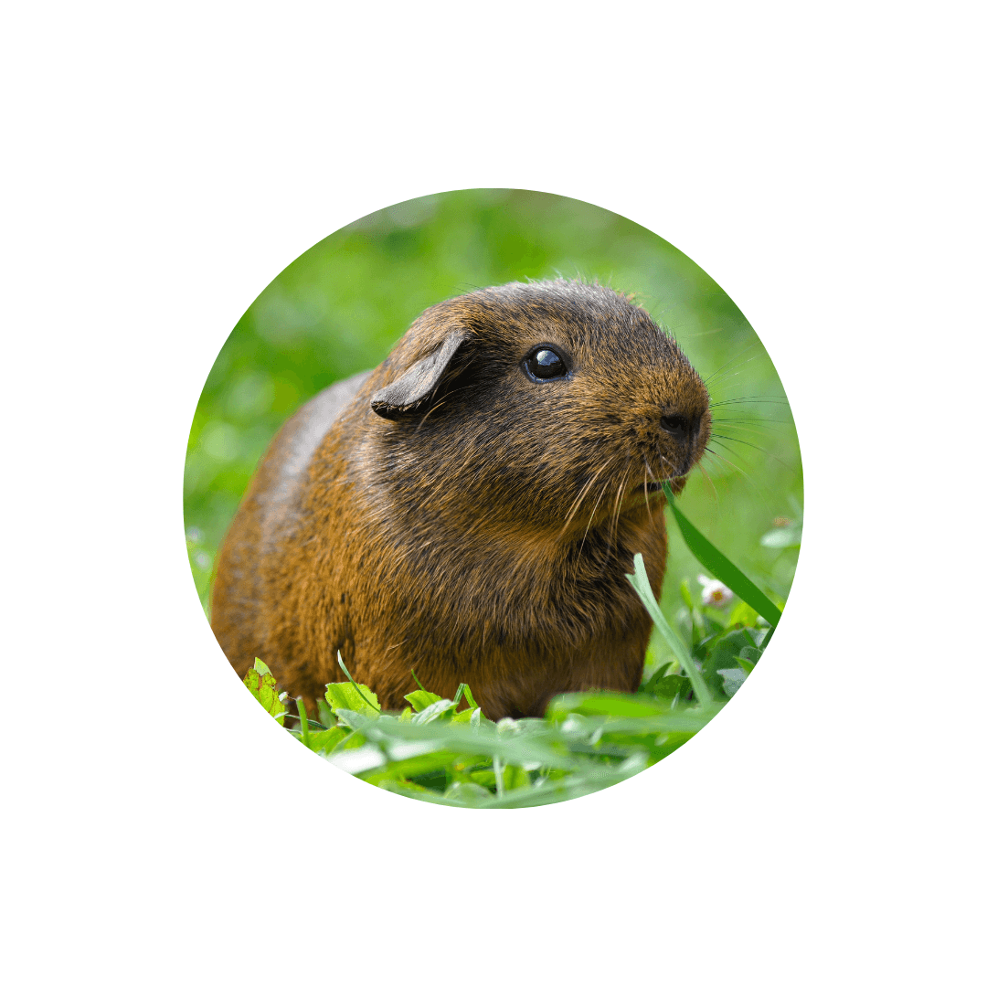 Cochon d'Inde et cobaye