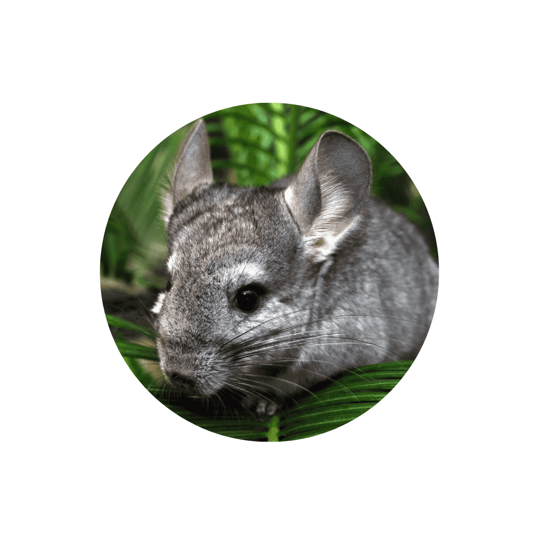 Chinchilla