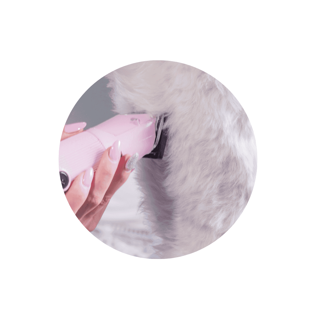 Tondeuses et ciseaux pour chien