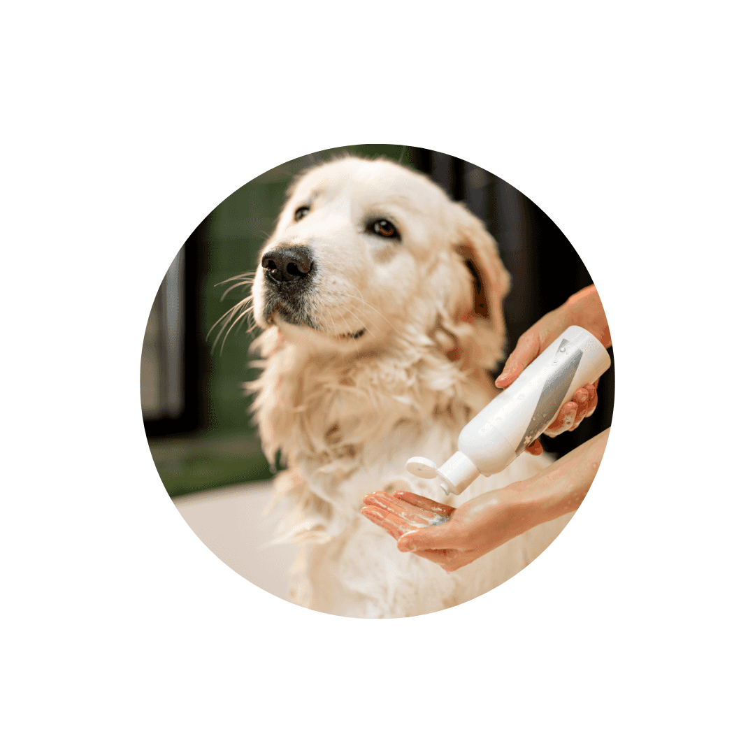 Shampoings et parfums pour chien