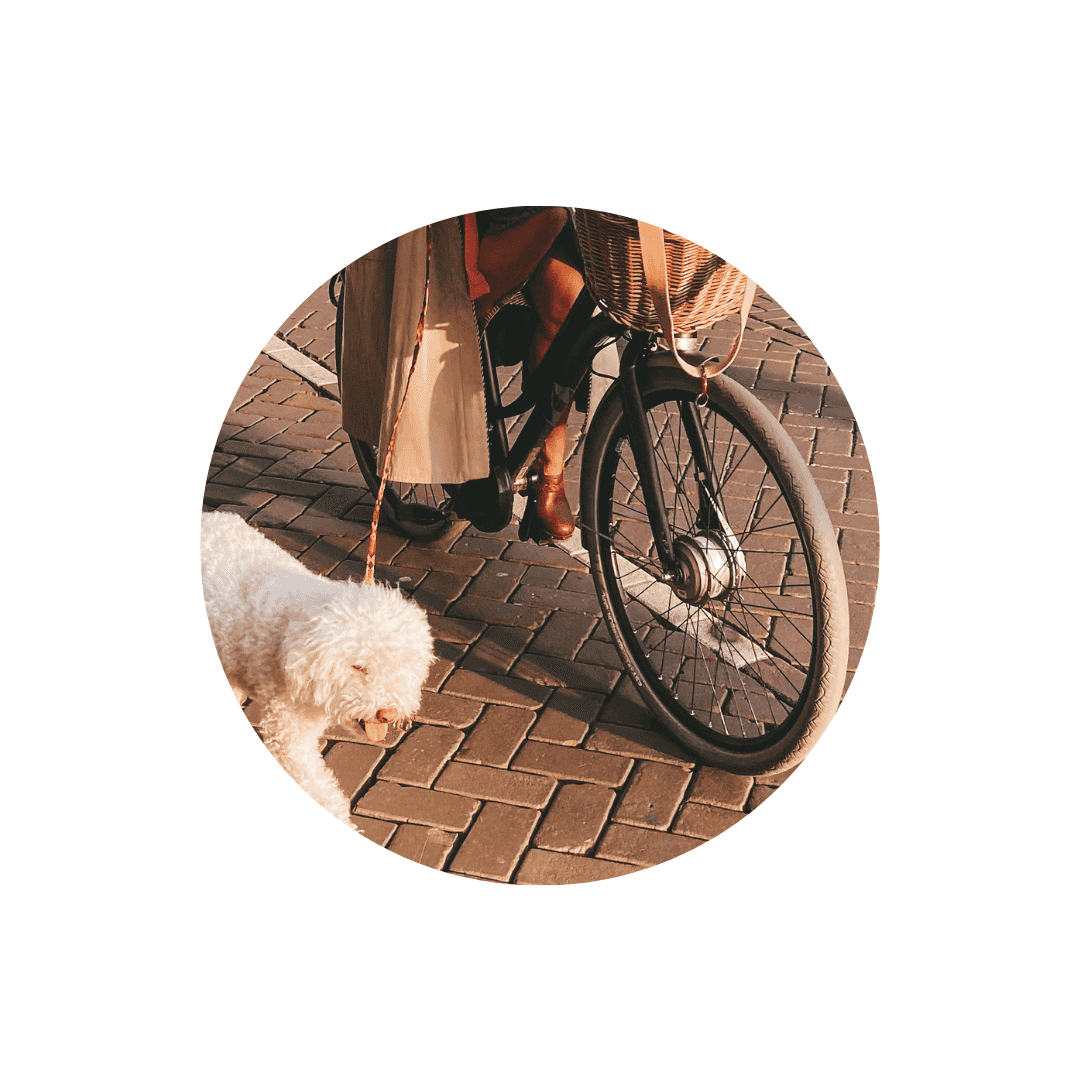 Laisses de vélo pour chien