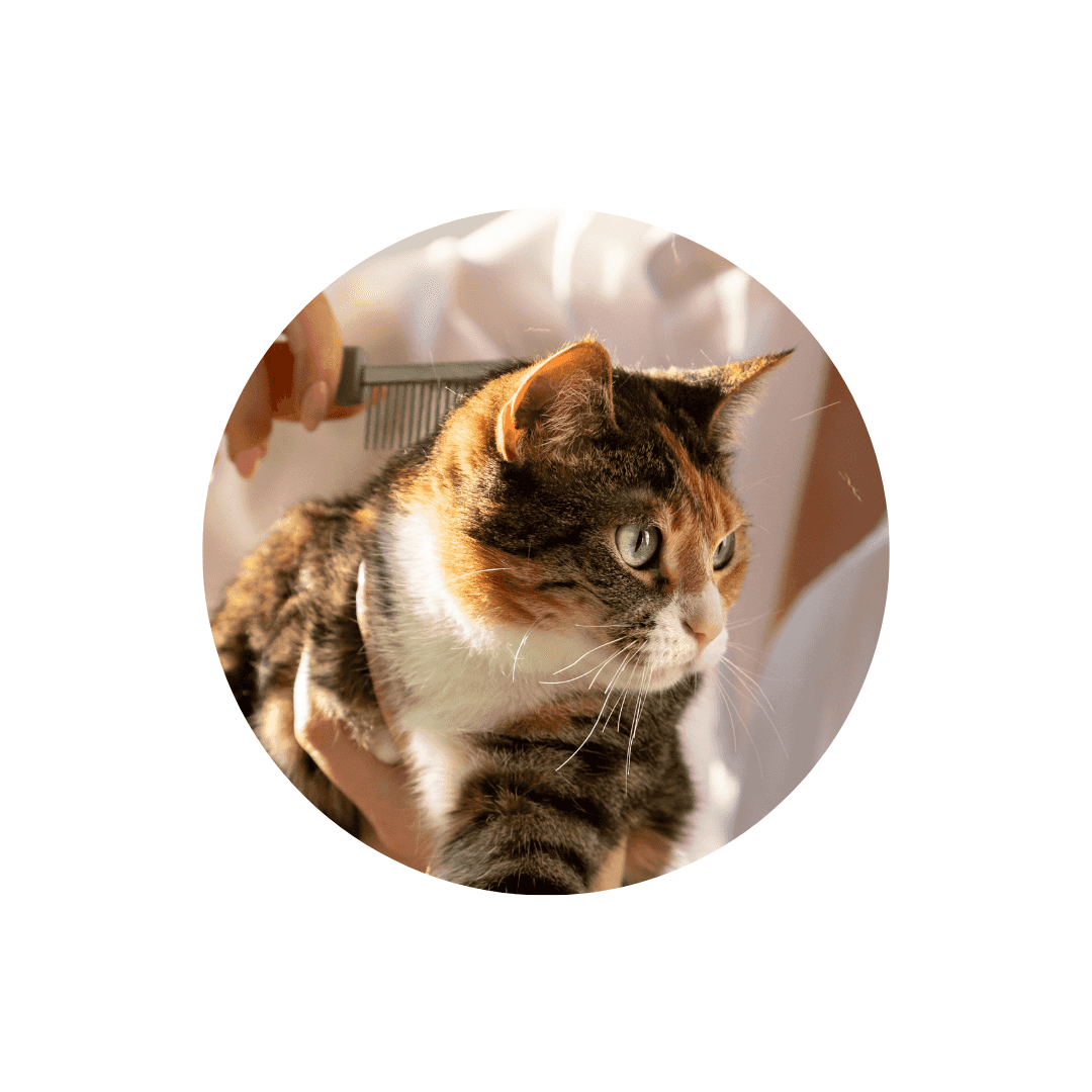 Peigne et étrille pour chat