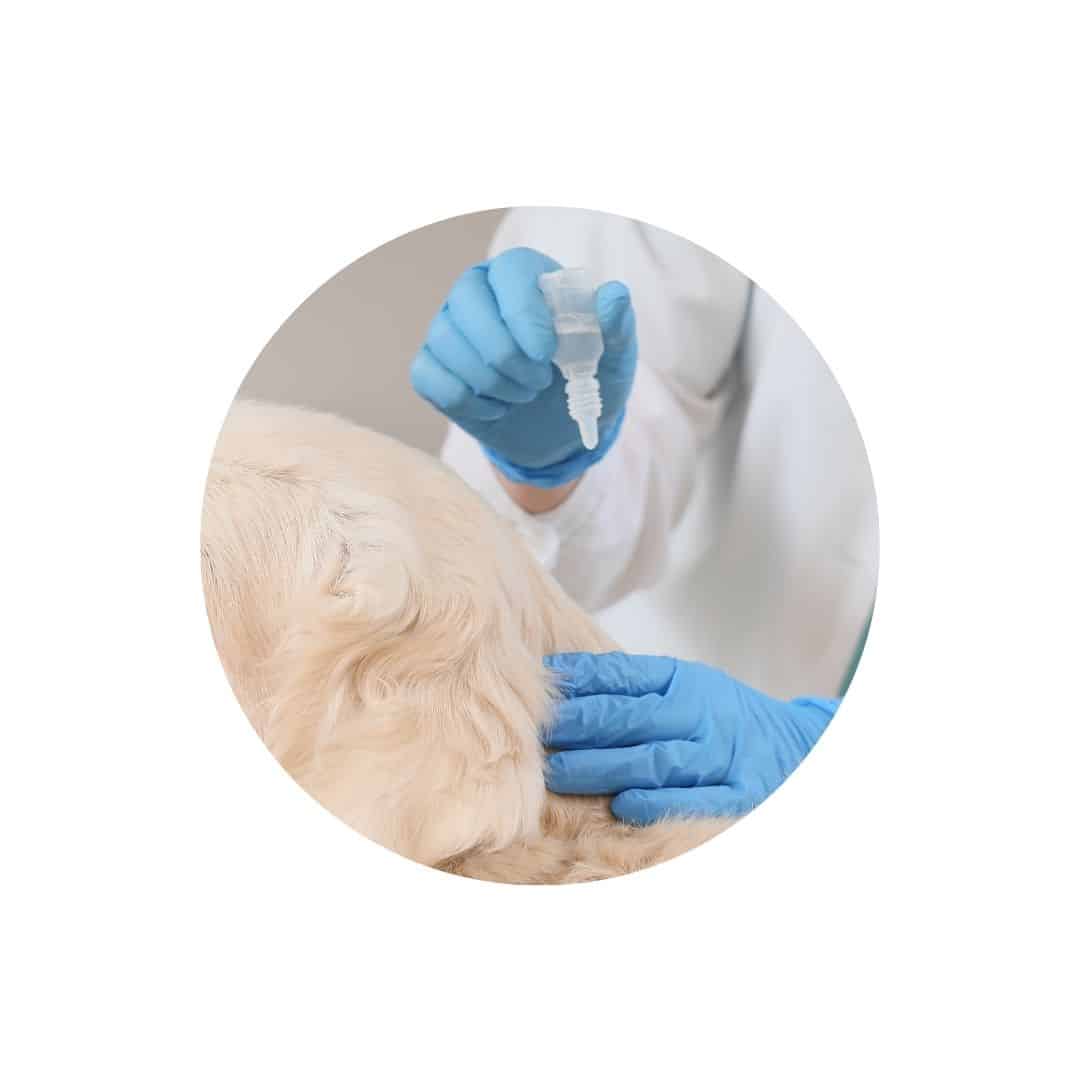 Antiparasitaires pour chien