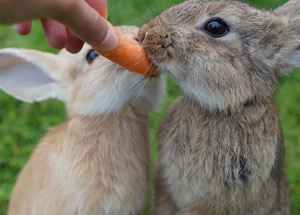 Quel légume mange le lapin ?