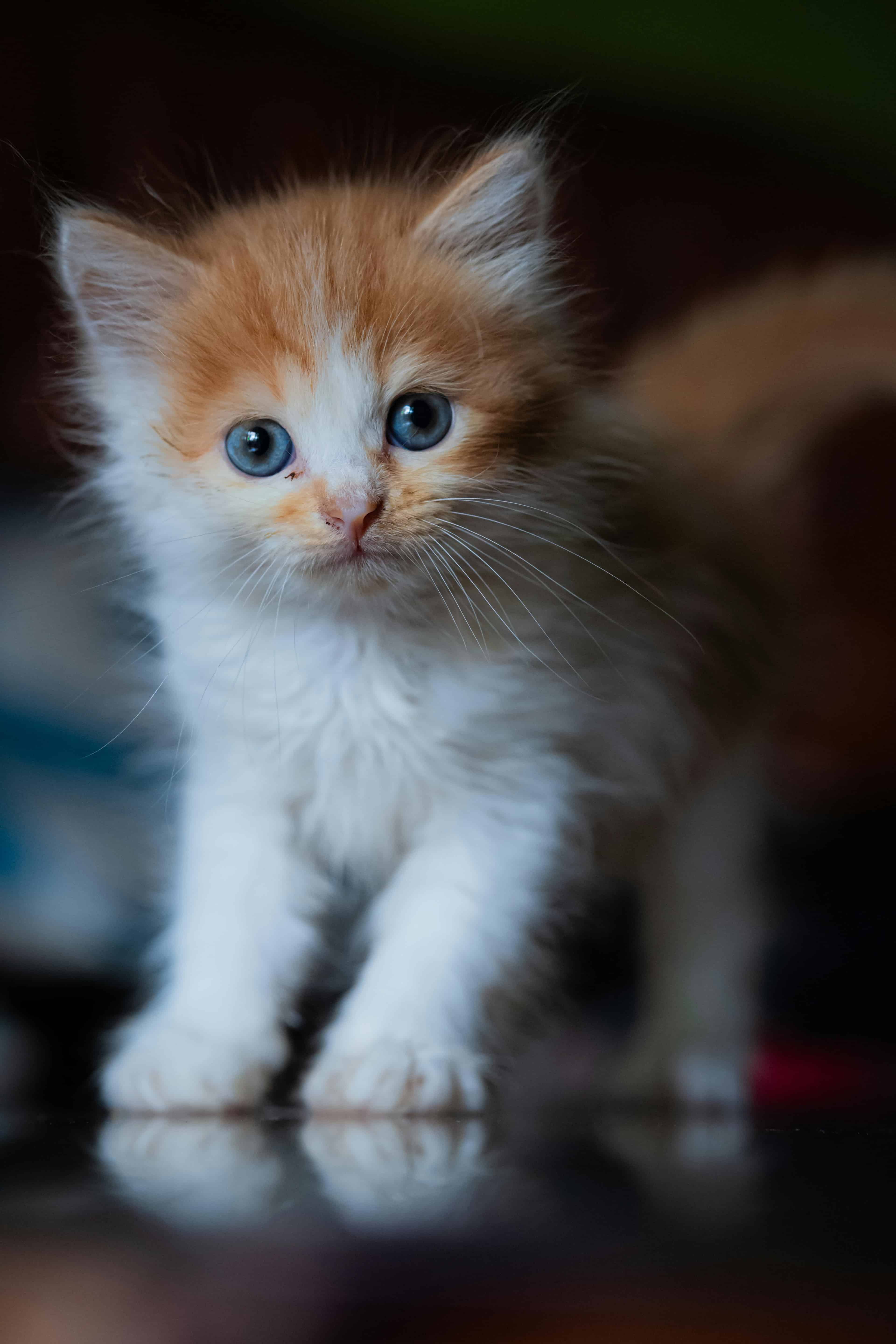 Les étapes clés pour apprendre la propreté à un chaton