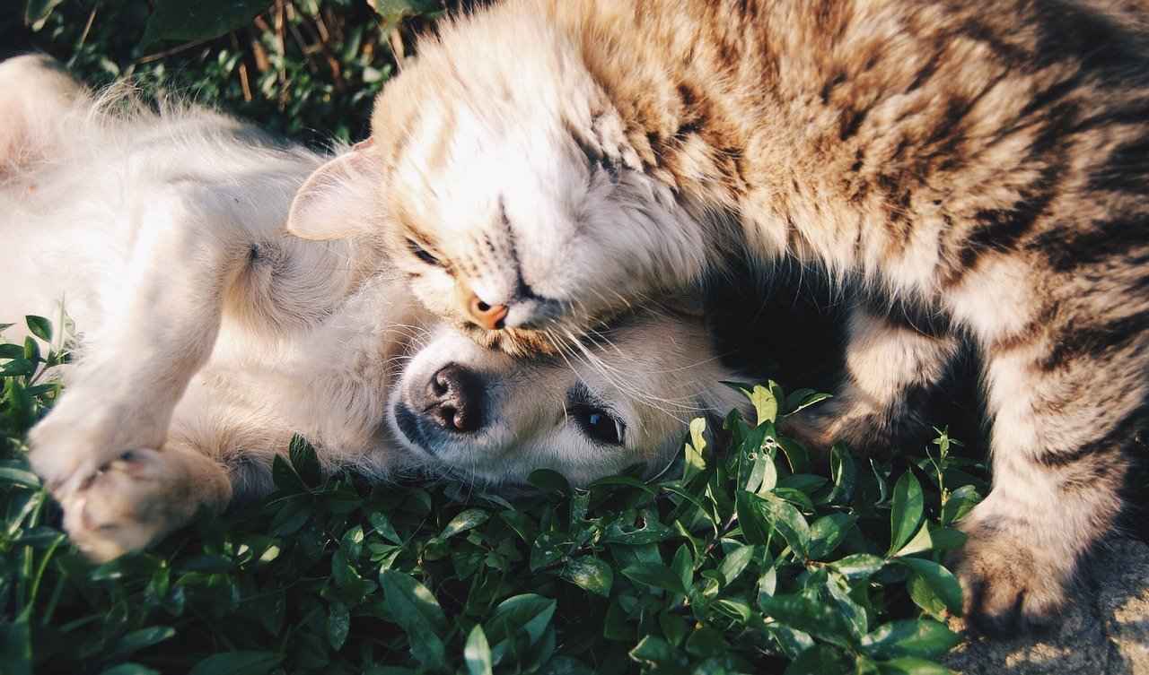 Médicaments vétérinaires pour chien et chat