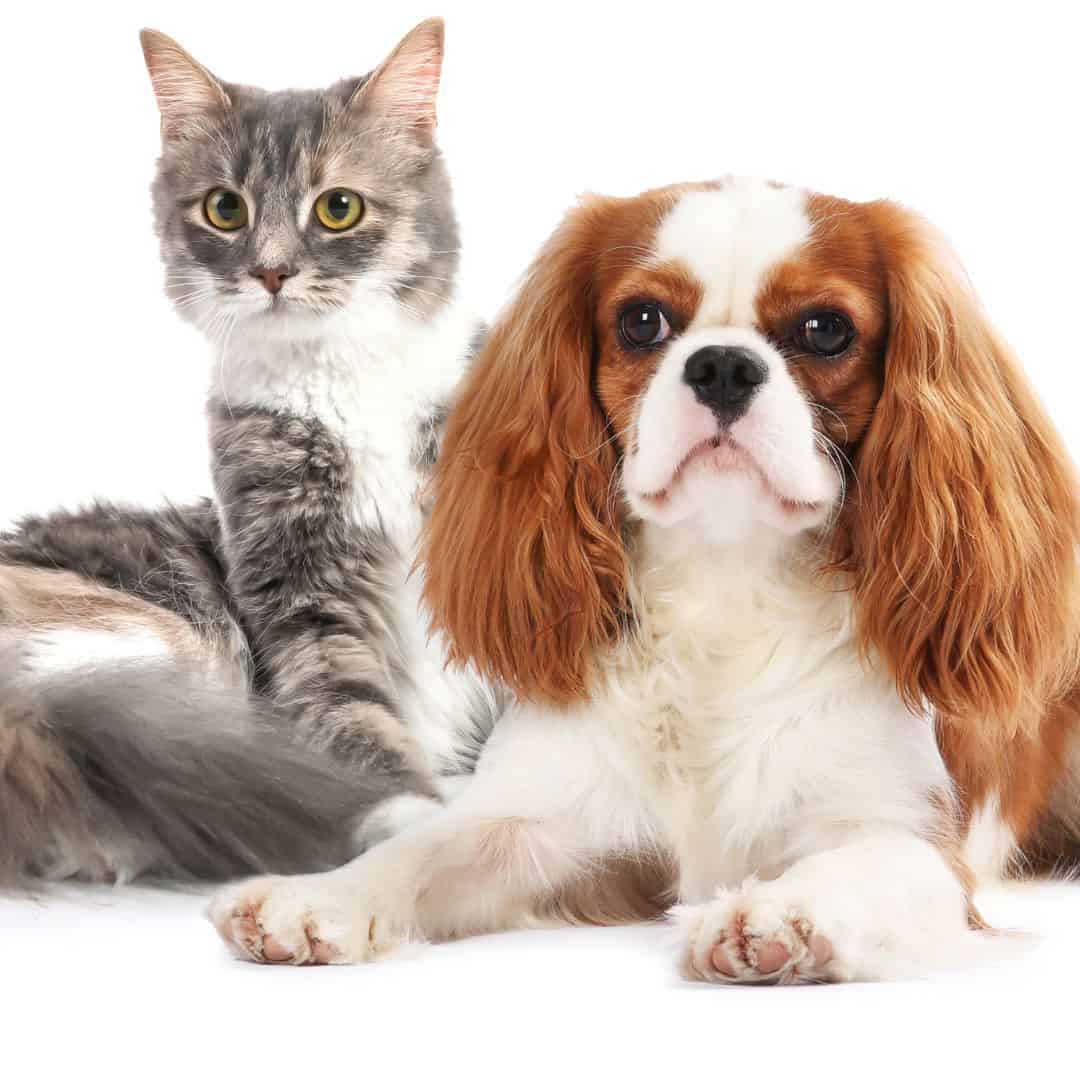 chien et chat