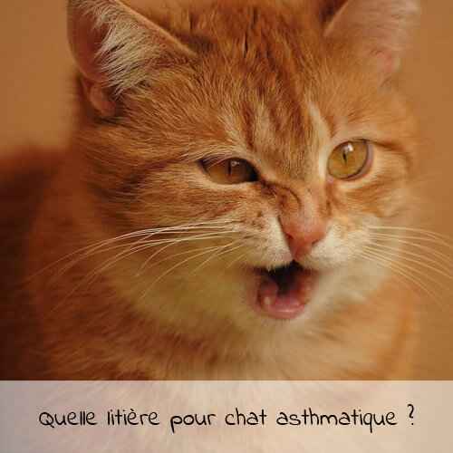 Quelle litière pour chat asthmatique ?