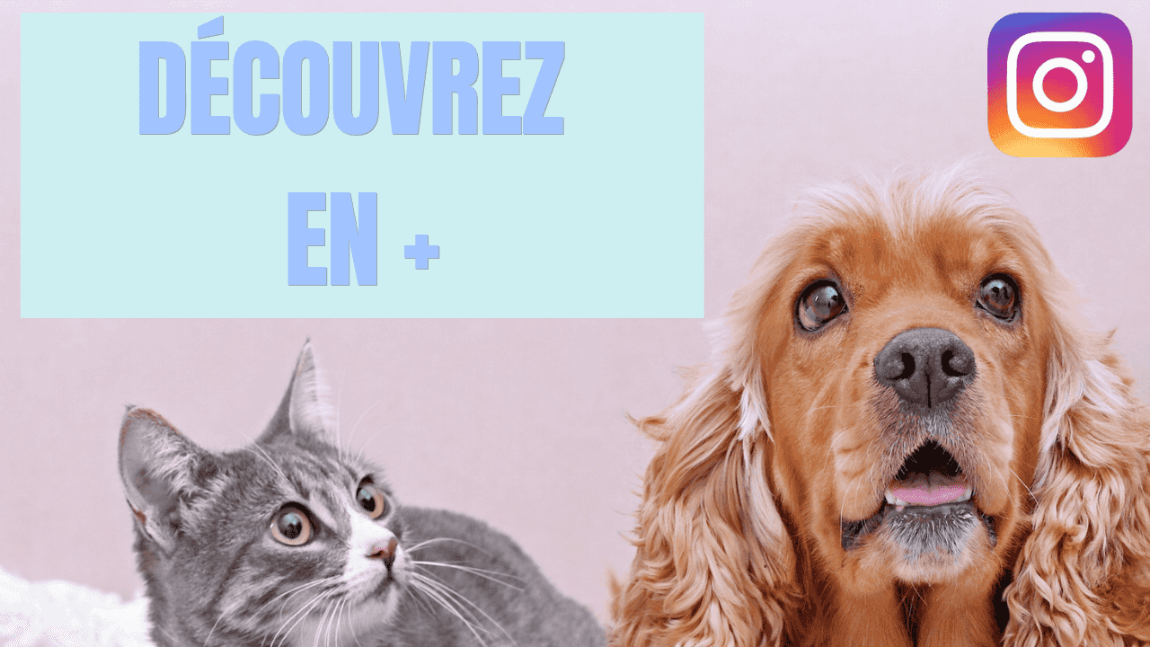 Instagram la ferme des animaux