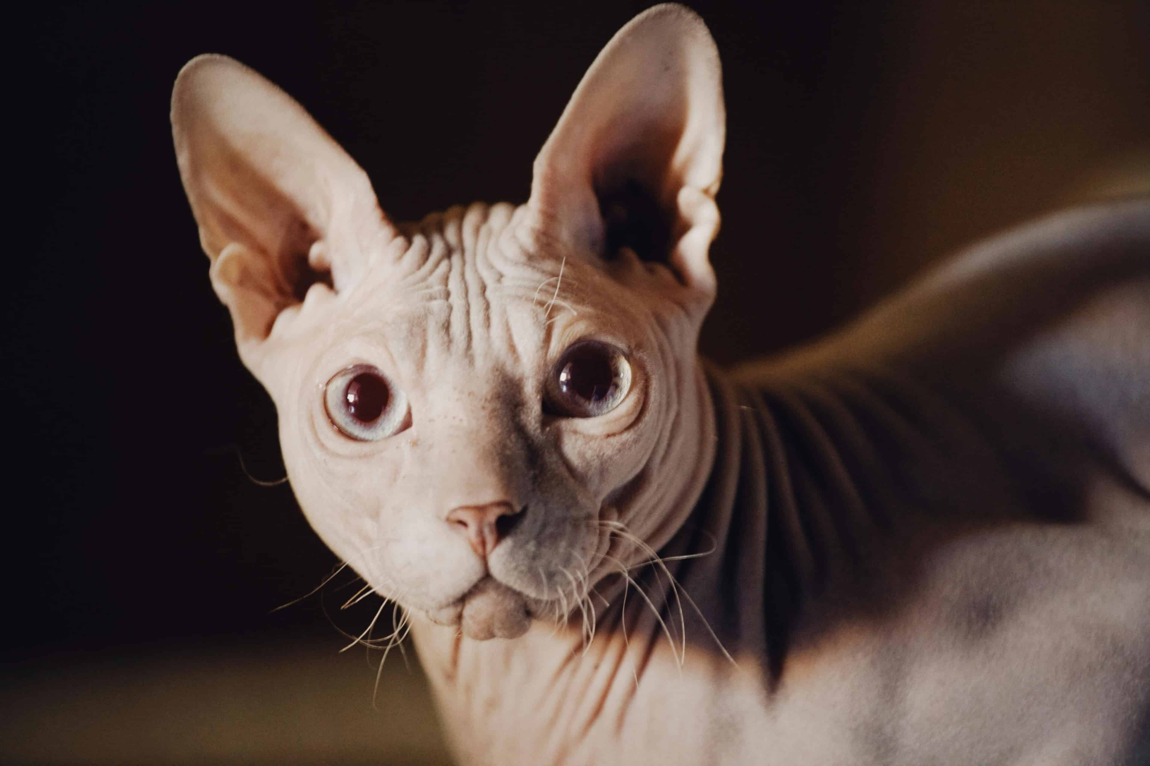 Le Sphynx : pas de poils, mais pas zéro allergène