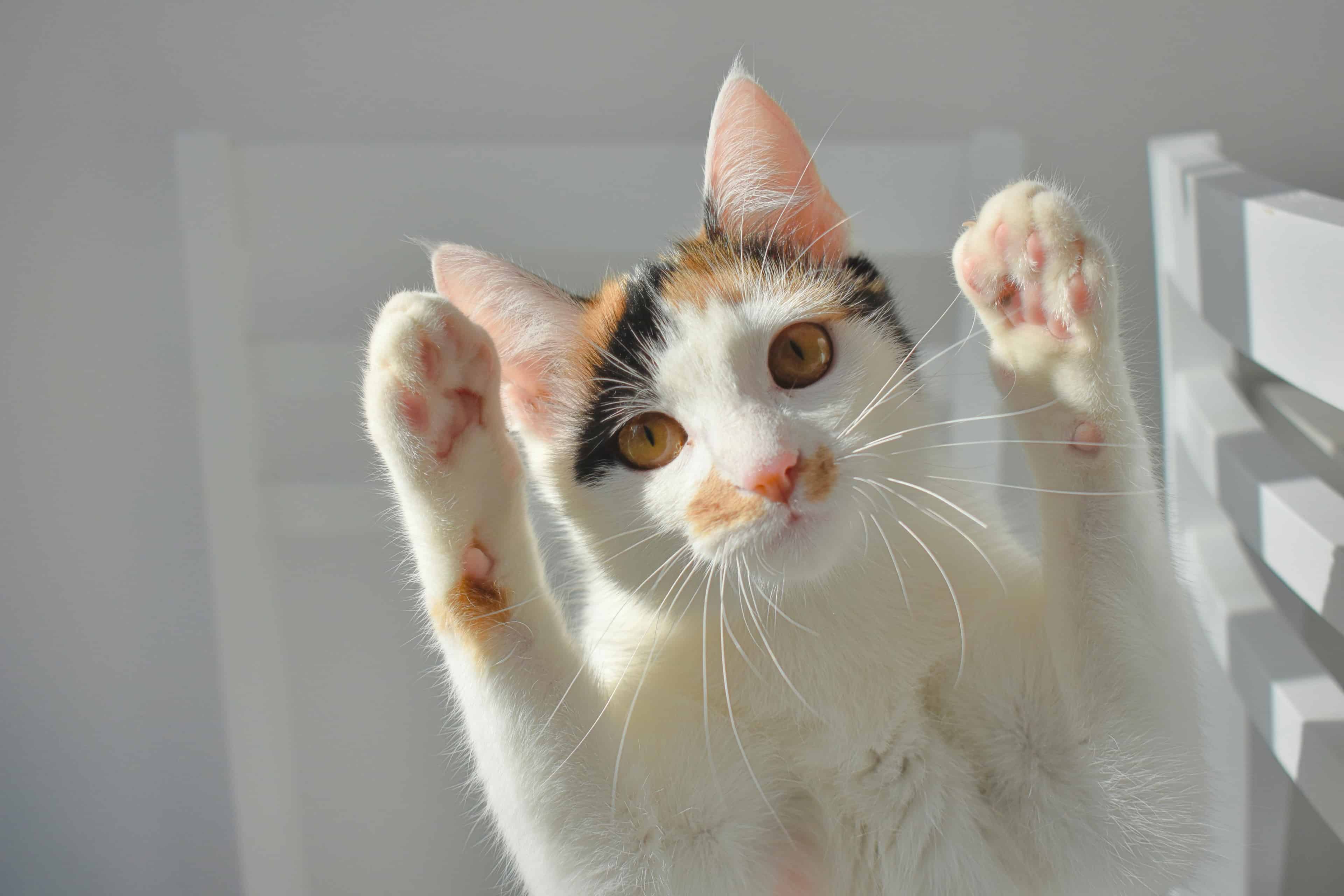 chat les pattes en l'air