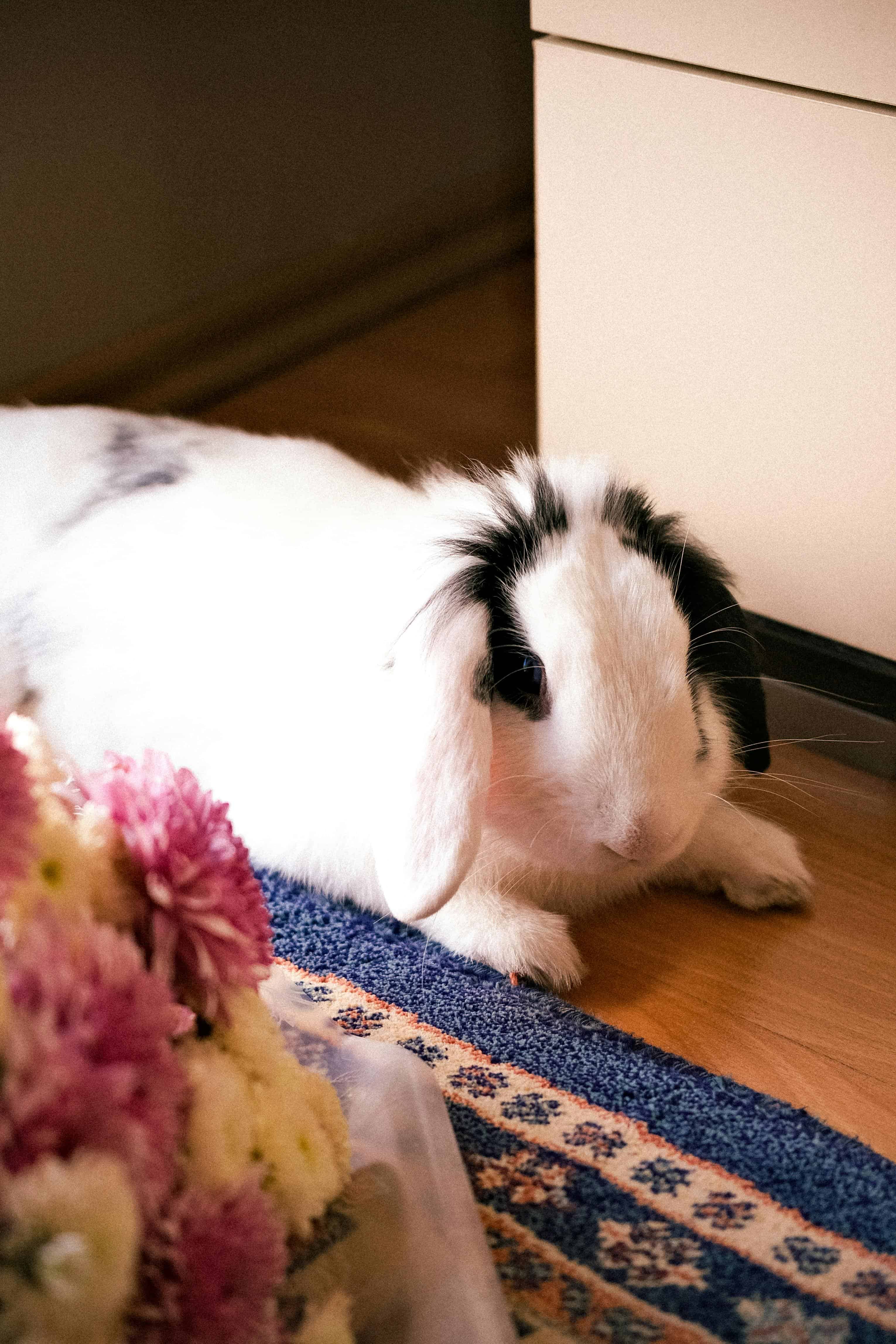 Adapter la nourriture du lapin selon son âge