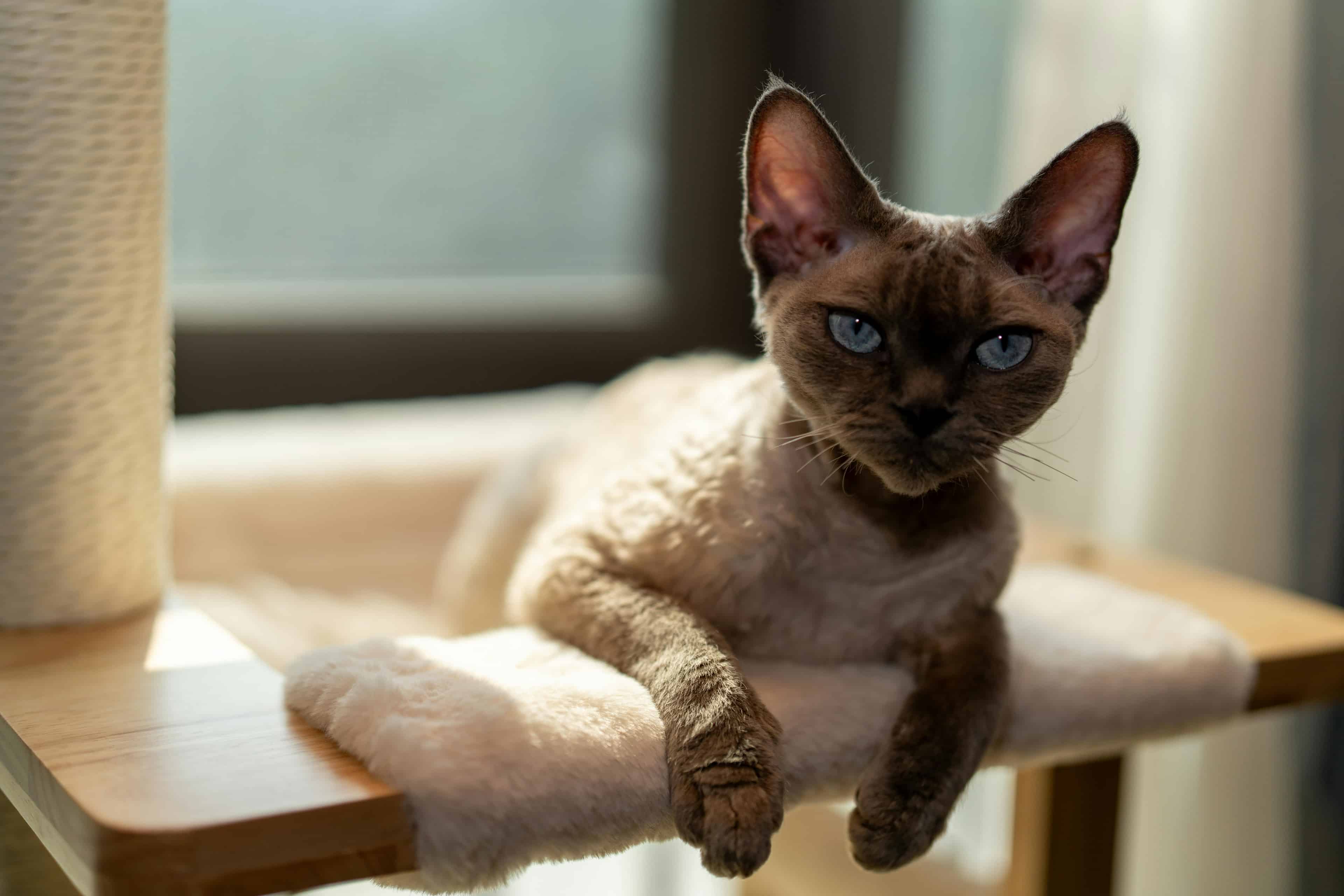 Le Devon Rex : le petit lutin à poils frisés