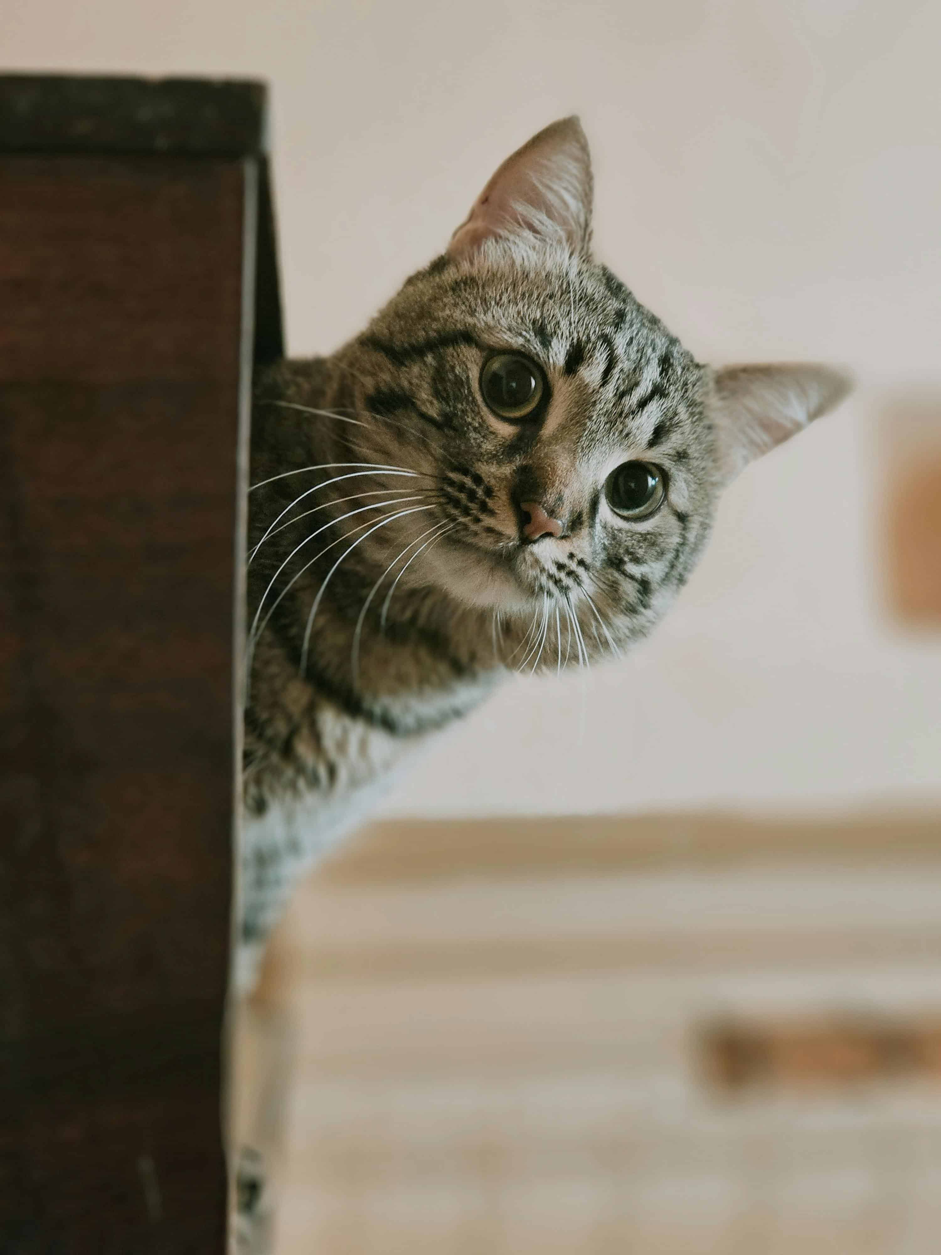 chat aux gros yeux