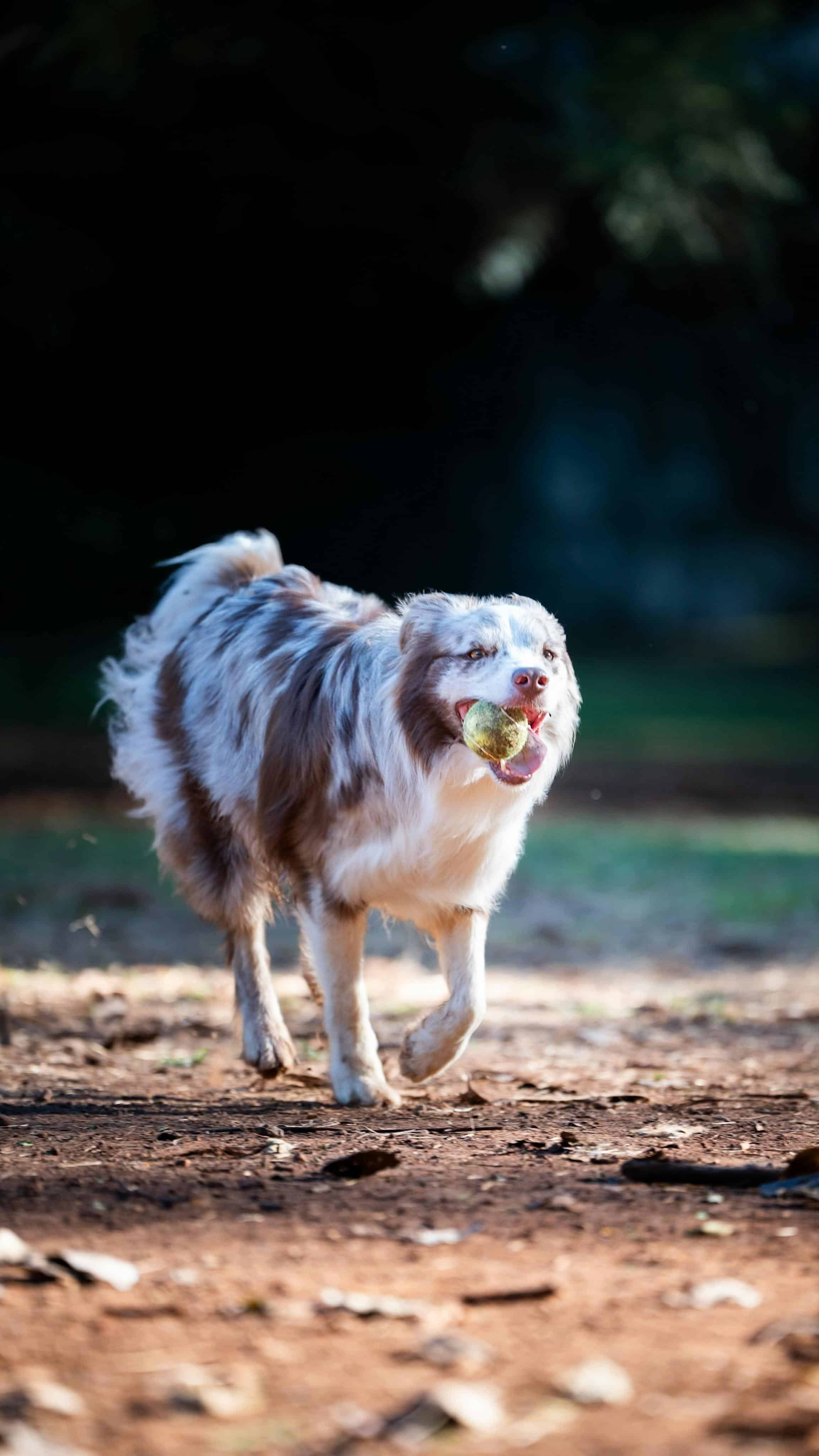 Riz et diarrhée du chien : comment l'utiliser correctement