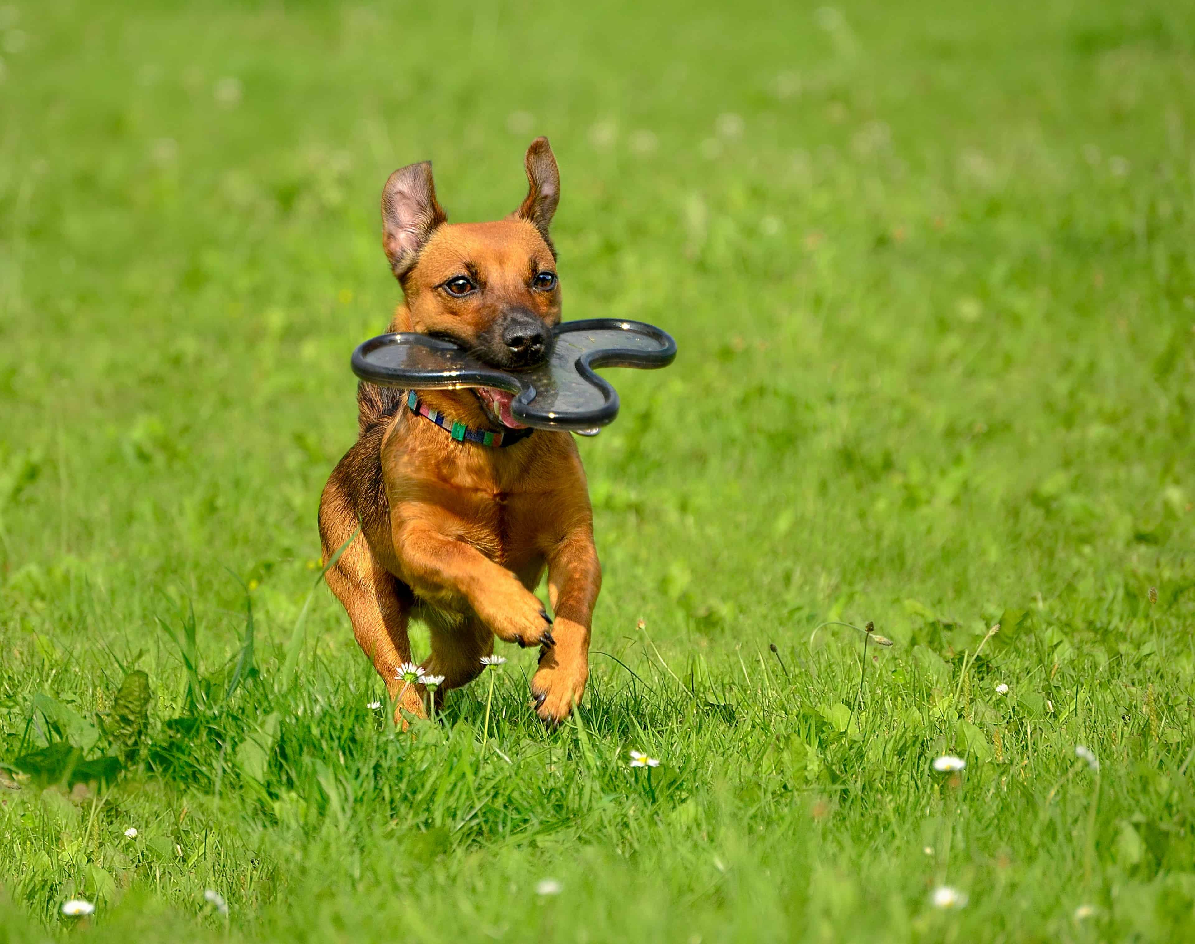 Produits à DLUO courte : des prix sacrifiés, zéro risque pour votre animal