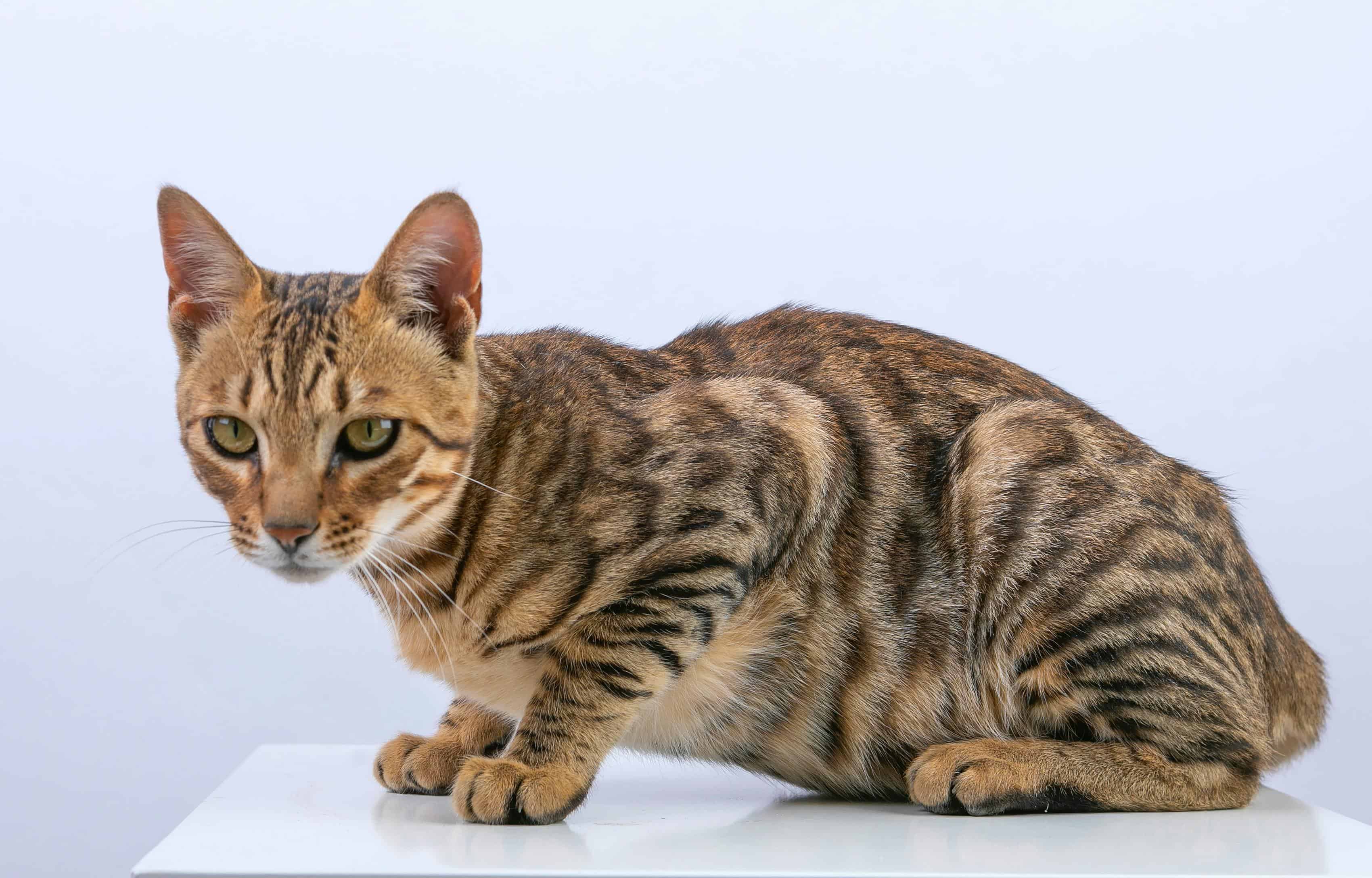 Le Bengal : le félin au pelage de léopard