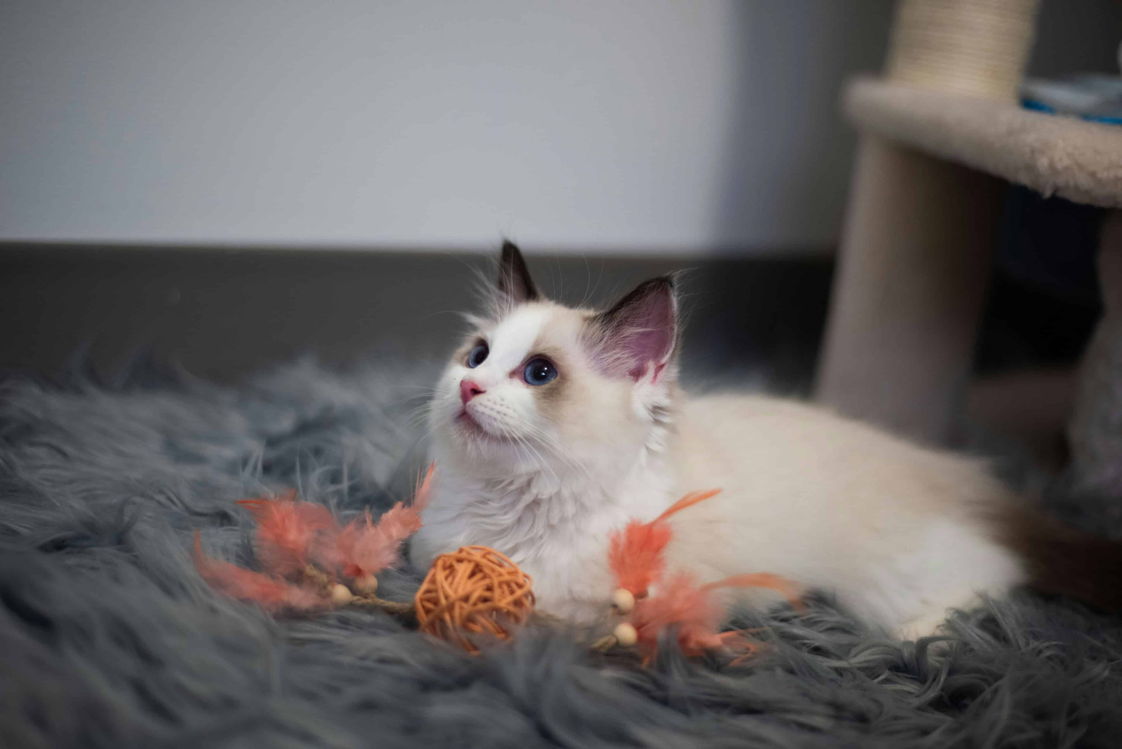 Les besoins nutritionnels spécifiques du chat