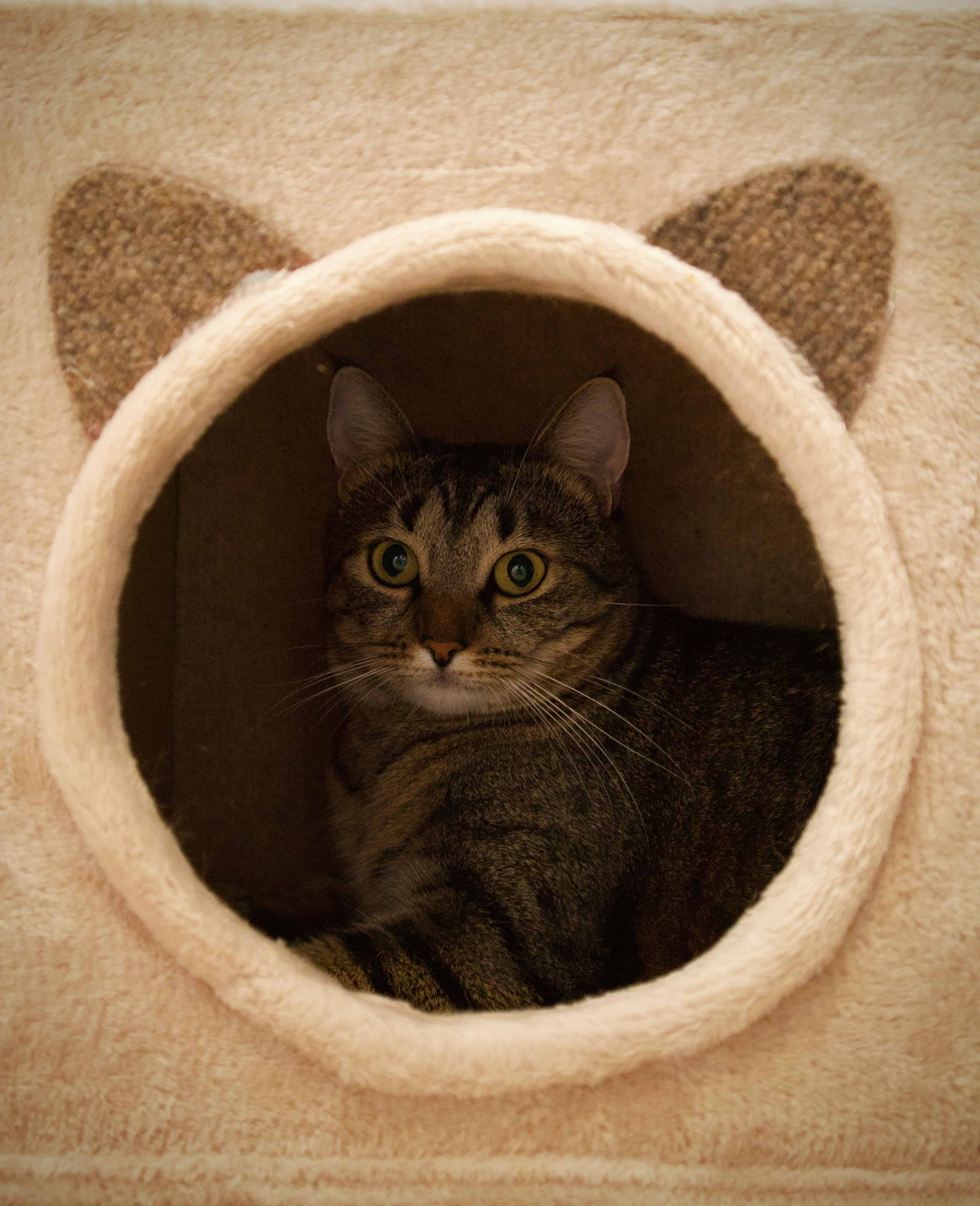 chat dans sa niche