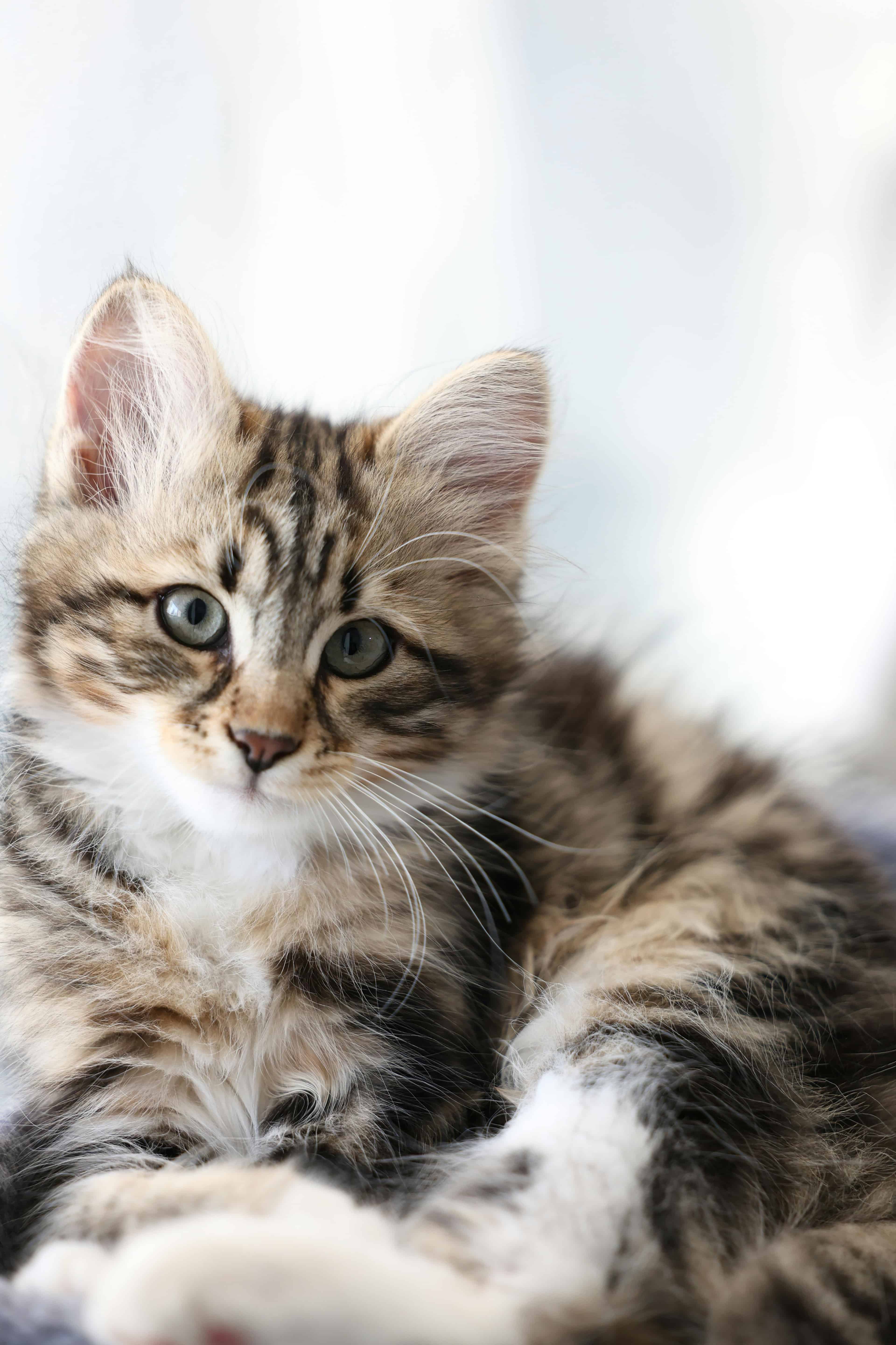 Gérer les miaulements excessifs et l'anxiété de séparation