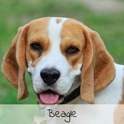 Croquettes pour Beagle