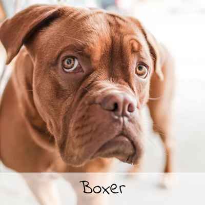 Croquettes pour Boxer