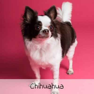 Croquettes pour Chihuahua