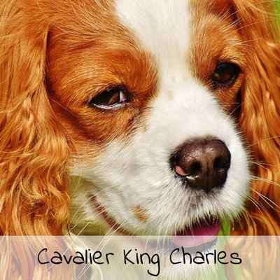 Croquettes pour Cavalier King Charles