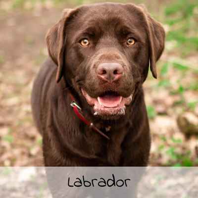 Croquettes pour Labrador
