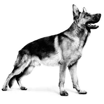 Royal Canin pour chien