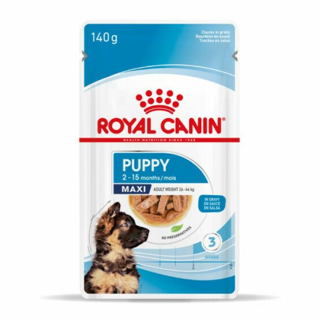 Bouchées en sauce Royal Canin Maxi Puppy