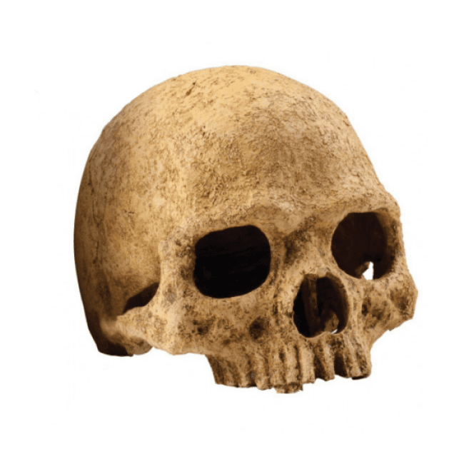 Cachette pour reptiles en forme de crâne de primate Exo Terra