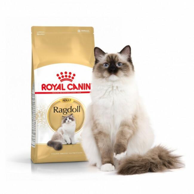 Croquettes pour chat Royal Canin Ragdoll