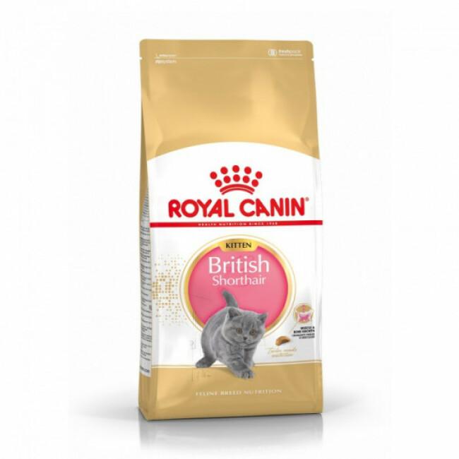 Croquettes pour chaton Royal Canin British Shorthair Kitten