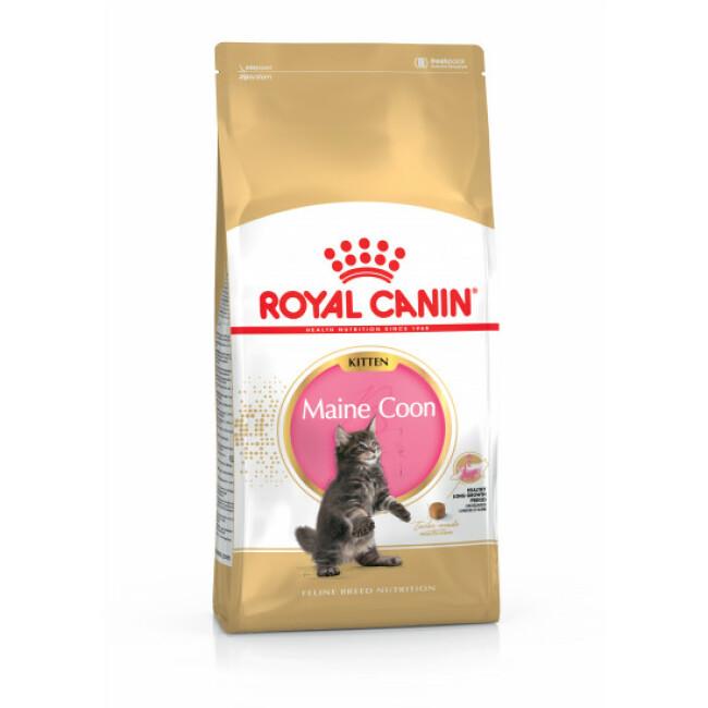 Croquettes pour chaton Royal Canin Kitten Maine Coon