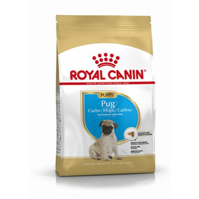 Croquettes pour chiot Carlin Royal Canin Breed Pug Junior Sac 1,5 kg