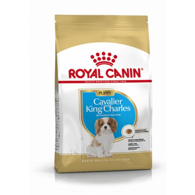 Croquettes pour chiot Cavalier King Charles Royal Canin Breed Junior