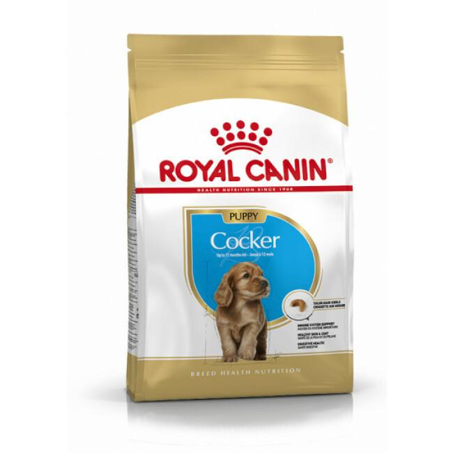 Croquettes pour chiot Cocker Royal Canin Breed Junior Sac 3 kg