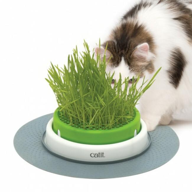 Jardin d'herbes à chat Cat It Senses 2.0