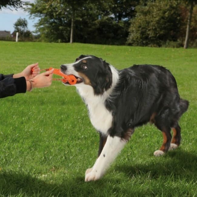Jouet pour la motivation du chien