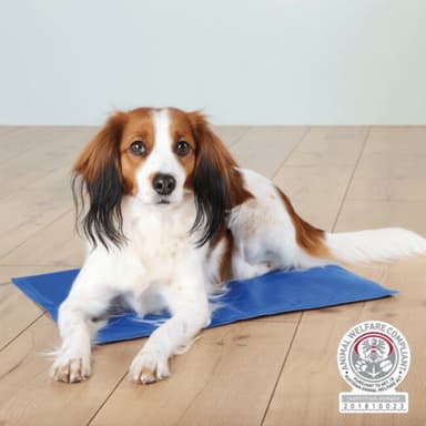 Matelas rafraichissant pour chien